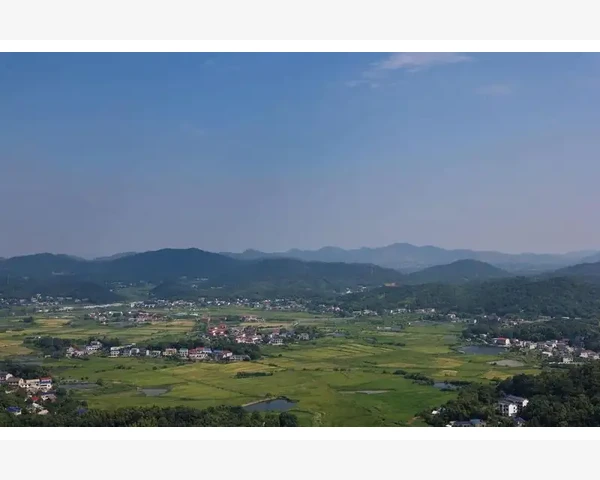 冰糖黑梨：中医科普，化痰止咳好帮手